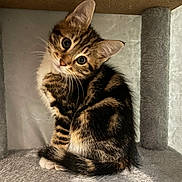 Jett participe au concours pour gagner de l'argent avec cette photo : cat, kitten, tabby, pet, animal, cute, feline, fur, whiskers, ears, eyes, tail, indoor, cat_condo, soft_texture, curious, sitting, small, young, cozy