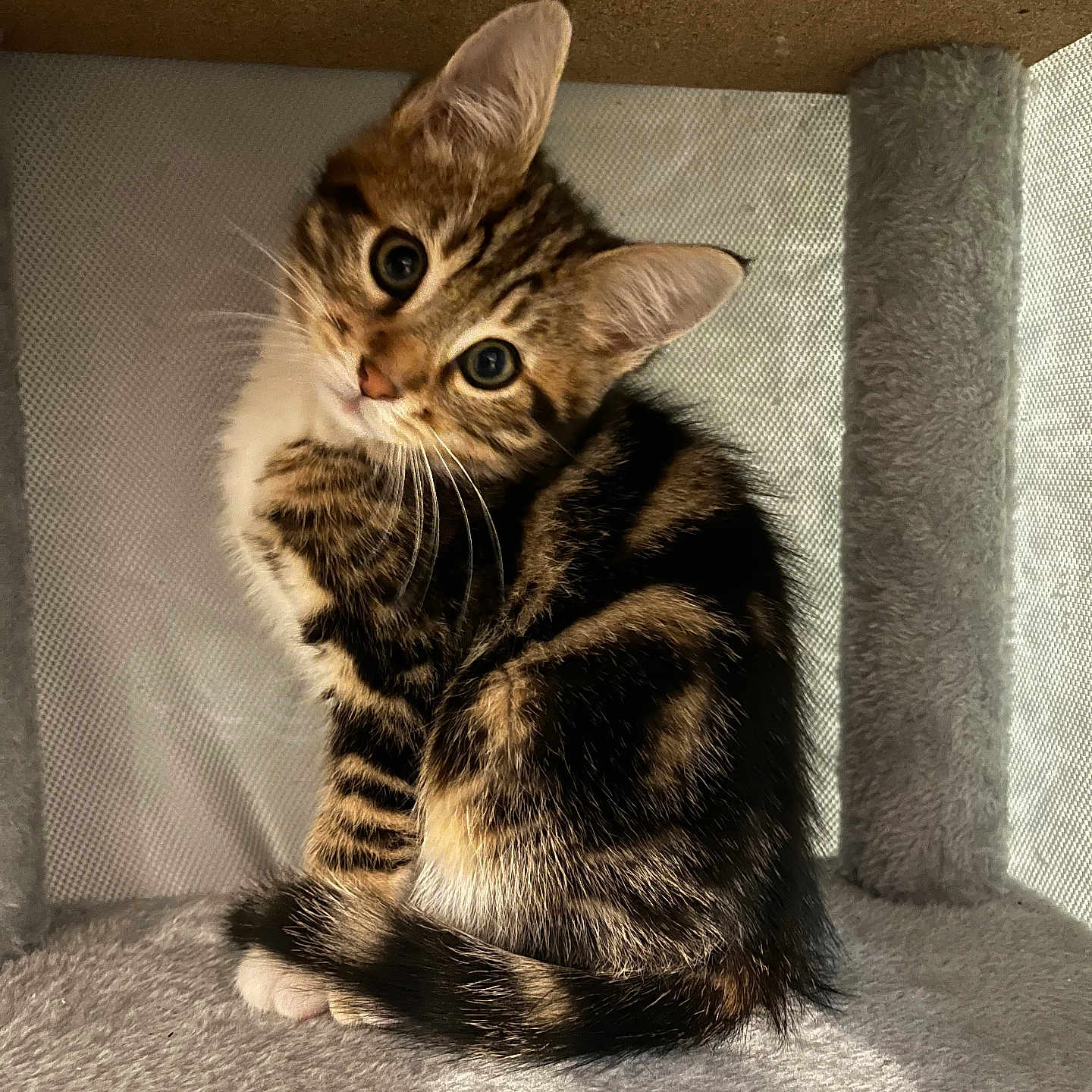 Jett participe au concours pour gagner de l'argent avec cette photo : animal, cat, cat_condo, cozy, curious, cute, ears, eyes, feline, fur, indoor, kitten, pet, sitting, small, soft_texture, tabby, tail, whiskers, young