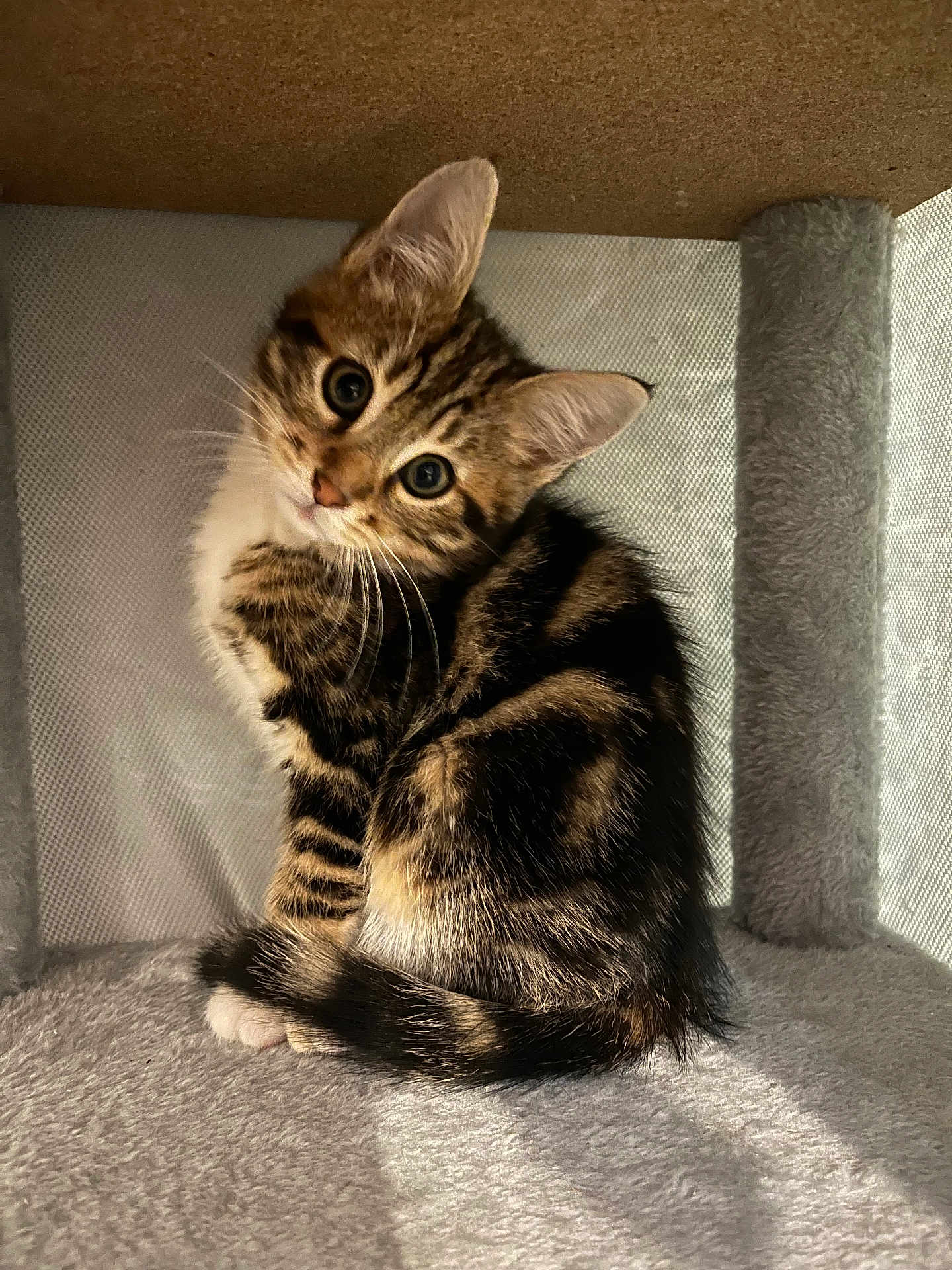 Jett participe au concours pour gagner de l'argent avec cette photo : cat, kitten, tabby, pet, animal, cute, feline, fur, whiskers, ears, eyes, tail, indoor, cat_condo, soft_texture, curious, sitting, small, young, cozy