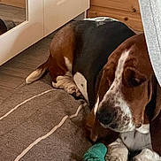 Umberto participe au concours pour gagner de l'argent avec cette photo : basset_hound, dog, pet, indoor, dog_bed, blanket, wooden_wall, flooring, relaxed, sleepy, brown, white, black, ears, paws, fur, cushion, cozy, resting, canine