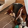 basset_hound, black, blanket, brown, canine, cozy, cushion, dog, dog_bed, ears, flooring, fur, indoor, paws, pet, relaxed, resting, sleepy, white, wooden_wall