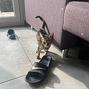 Chippie a rejoint le concours — aidez-le/la à gagner de superbes lots ! kitten, cat, tabby, indoor, floor, sandal, nike, purple_couch, tile_floor, sunlight, shadow, pet, curious, small_animal, furniture, domestic, walking, young, playful, home