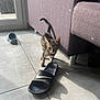 cat, curious, domestic, floor, furniture, home, indoor, kitten, nike, pet, playful, purple_couch, sandal, shadow, small_animal, sunlight, tabby, tile_floor, walking, young