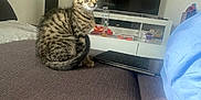 Chippie a rejoint le concours — aidez-le/la à gagner de superbes lots ! kitten, cat, tabby, sitting, couch, living_room, television, snacks, water_bottle, blanket, furniture, indoors, pet, curious, brown, gray, striped, young, alert, home