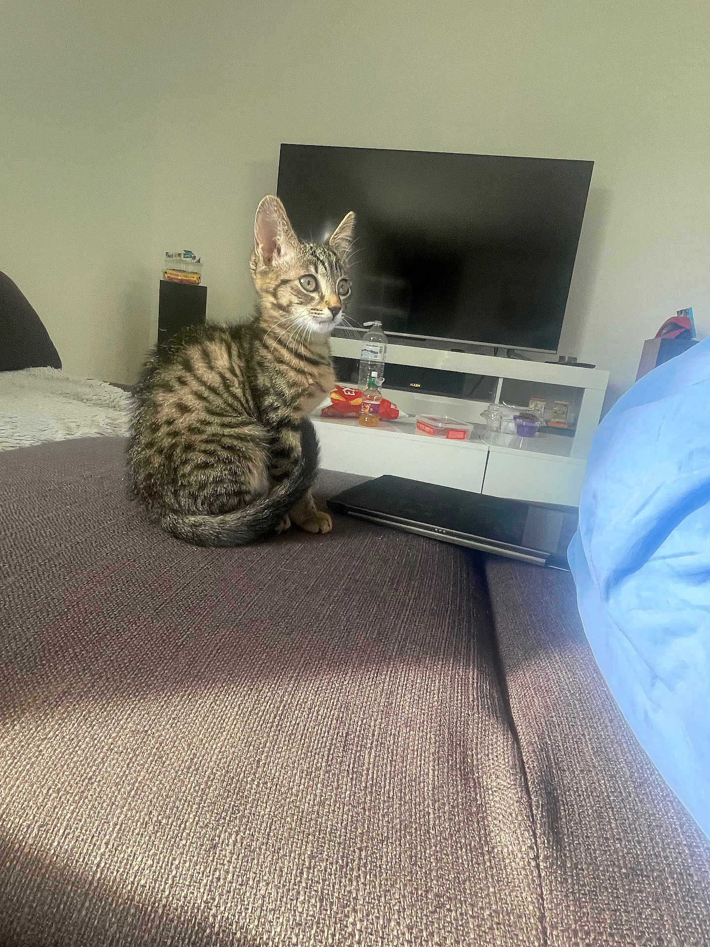 Chippie a rejoint le concours — aidez-le/la à gagner de superbes lots ! kitten, cat, tabby, sitting, couch, living_room, television, snacks, water_bottle, blanket, furniture, indoors, pet, curious, brown, gray, striped, young, alert, home