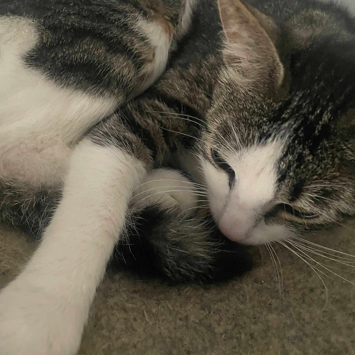 Choups participe au concours pour gagner de l'argent avec cette photo : animal, carpet, cat, close_up, cozy, curled_up, cute, domestic_cat, feline, fur, indoor, pet, quiet, relaxed, resting, sleeping, soft_texture, tabby_cat, whiskers, white_paw