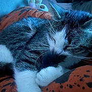 Choups a rejoint le concours — aidez-le/la à gagner de superbes lots ! cat, tabby, sleeping, paw, fur, whiskers, blanket, orange, black, indoor, cozy, resting, animal, pet, cute, closeup, soft, relaxed, feline, calm