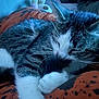 cat, tabby, sleeping, paw, fur, whiskers, blanket, orange, black, indoor, cozy, resting, animal, pet, cute, closeup, soft, relaxed, feline, calm