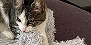 Choups a rejoint le concours — aidez-le/la à gagner de superbes lots ! cat, tabby, white_markings, feline, pet, indoor, couch, blanket, purple, gray, fur, whiskers, paw, curious, resting, cozy, domestic, animal, cute, playful