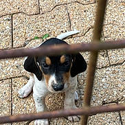 Poli participe au concours pour gagner de l'argent avec cette photo : puppy, dog, black_and_white, tan, fence, metal, outdoor, stone_floor, curious, young, pet, animal, looking_up, paws, ears, snout, sitting, close_up, cage, cute