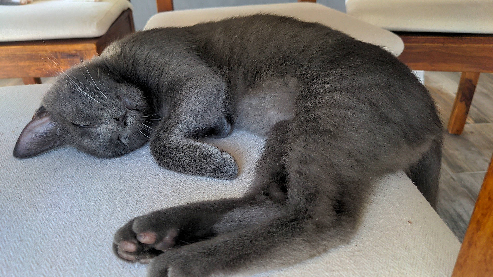 Cosmos a rejoint le concours — aidez-le/la à gagner de superbes lots ! carnivore, cat, claw, comfort, dog_breed, domestic_short_haired_cat, felidae, fur, grey, nap, paw, russian_blue, small_to_medium_sized_cats, snout, sporting_group, tail, terrestrial_animal, tire, wheel, whiskers