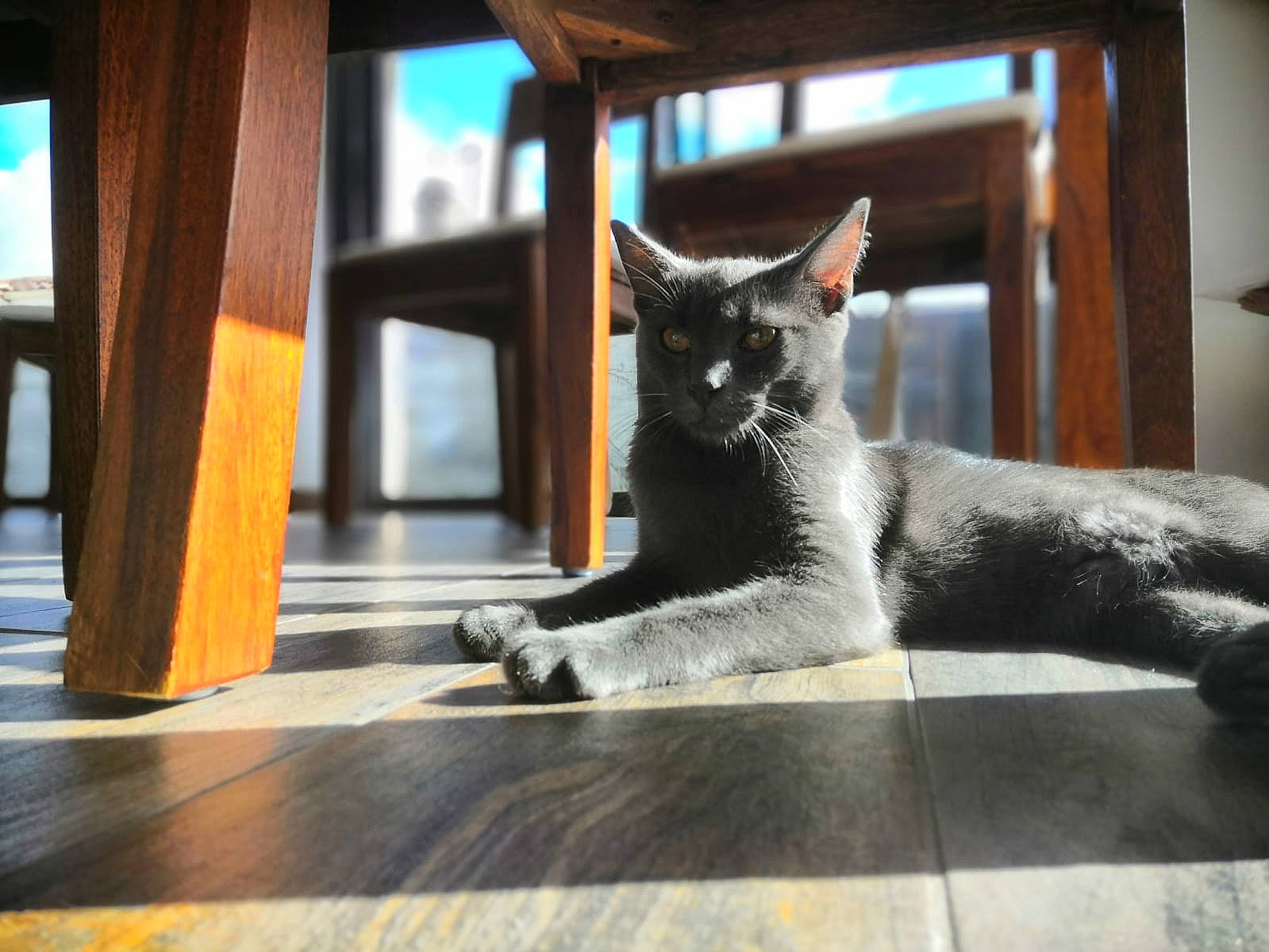 Cosmos a rejoint le concours — aidez-le/la à gagner de superbes lots ! carnivore, cat, claw, comfort, dog_breed, domestic_short_haired_cat, felidae, floor, flooring, fur, grey, hardwood, paw, room, small_to_medium_sized_cats, snout, tail, terrestrial_animal, whiskers, wood