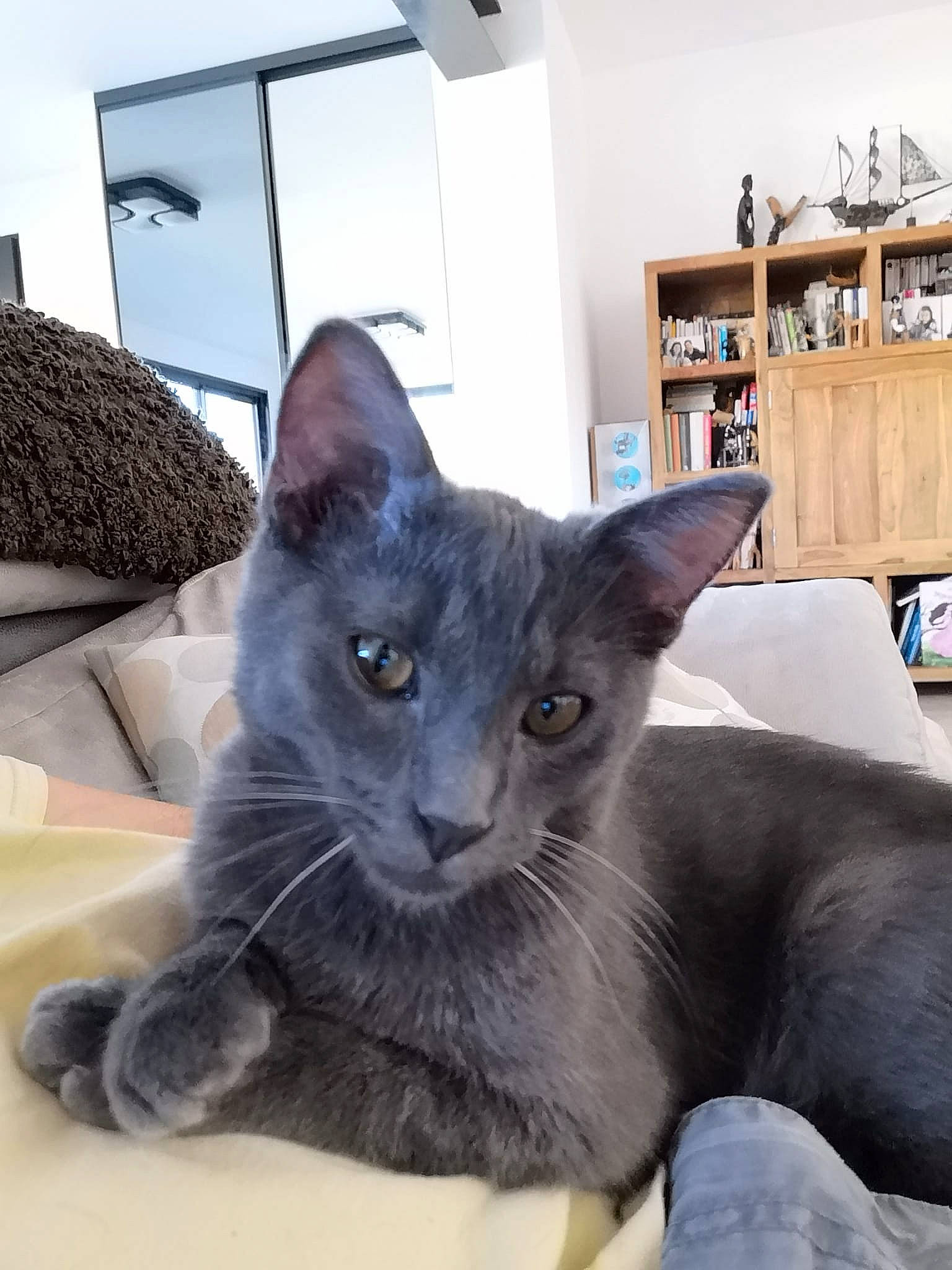 Cosmos a rejoint le concours — aidez-le/la à gagner de superbes lots ! black_cat, carnivore, cat, comfort, domestic_short_haired_cat, felidae, fixture, fur, grey, picture_frame, room, russian_blue, shelf, small_to_medium_sized_cats, snout, terrestrial_animal, whiskers, window