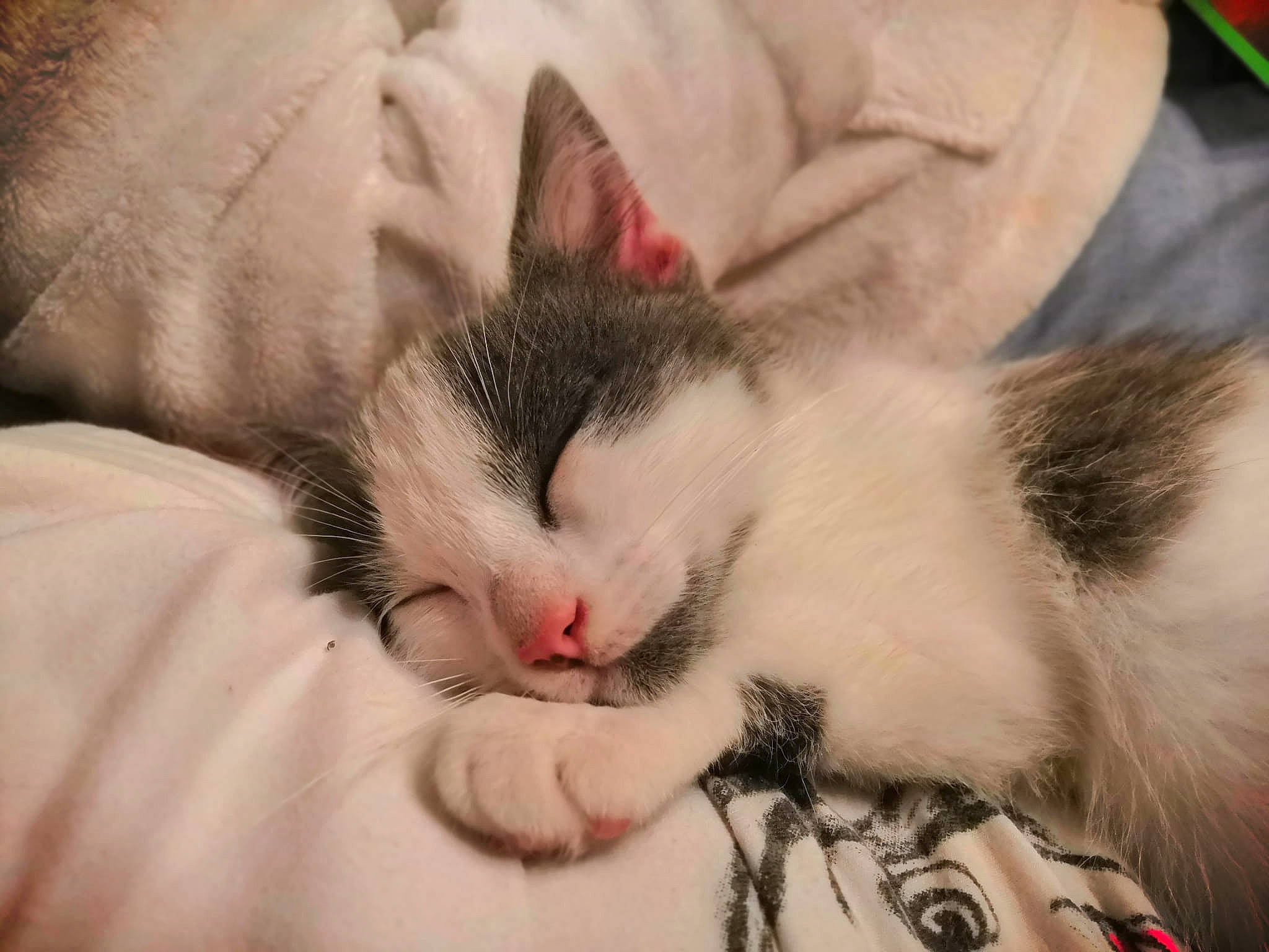 Stella participe au concours pour gagner de l'argent avec cette photo : carnivore, cat, claw, close_up, comfort, domestic_short_haired_cat, ear, eye, eyelash, felidae, fur, head, nap, paw, sleep, small_to_medium_sized_cats, snout, tail, whiskers