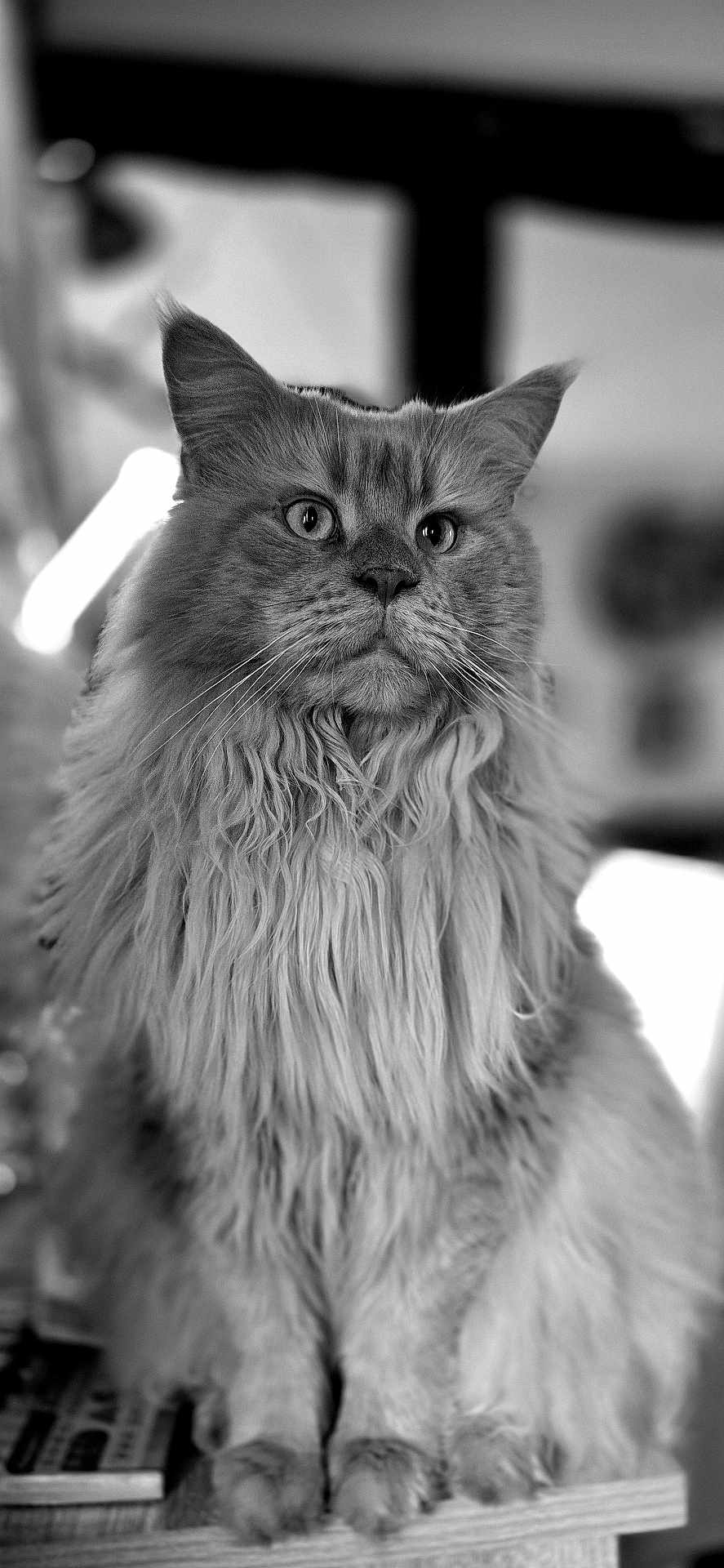 Timou a rejoint le concours — aidez-le/la à gagner de superbes lots ! cat, fluffy, long_hair, portrait, animal, pet, feline, whiskers, ears, eyes, sitting, indoor, black_and_white, close_up, fur, majestic, calm, focused, dignified, texture