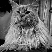 Timou a rejoint le concours — aidez-le/la à gagner de superbes lots ! cat, maine_coon, fluffy_fur, whiskers, portrait, black_and_white, indoor, pet, animal, feline, relaxed, close_up, long_hair, sitting, majestic, fur, face, eyes, background, domestic_cat