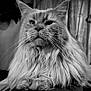 cat, maine_coon, fluffy_fur, whiskers, portrait, black_and_white, indoor, pet, animal, feline, relaxed, close_up, long_hair, sitting, majestic, fur, face, eyes, background, domestic_cat