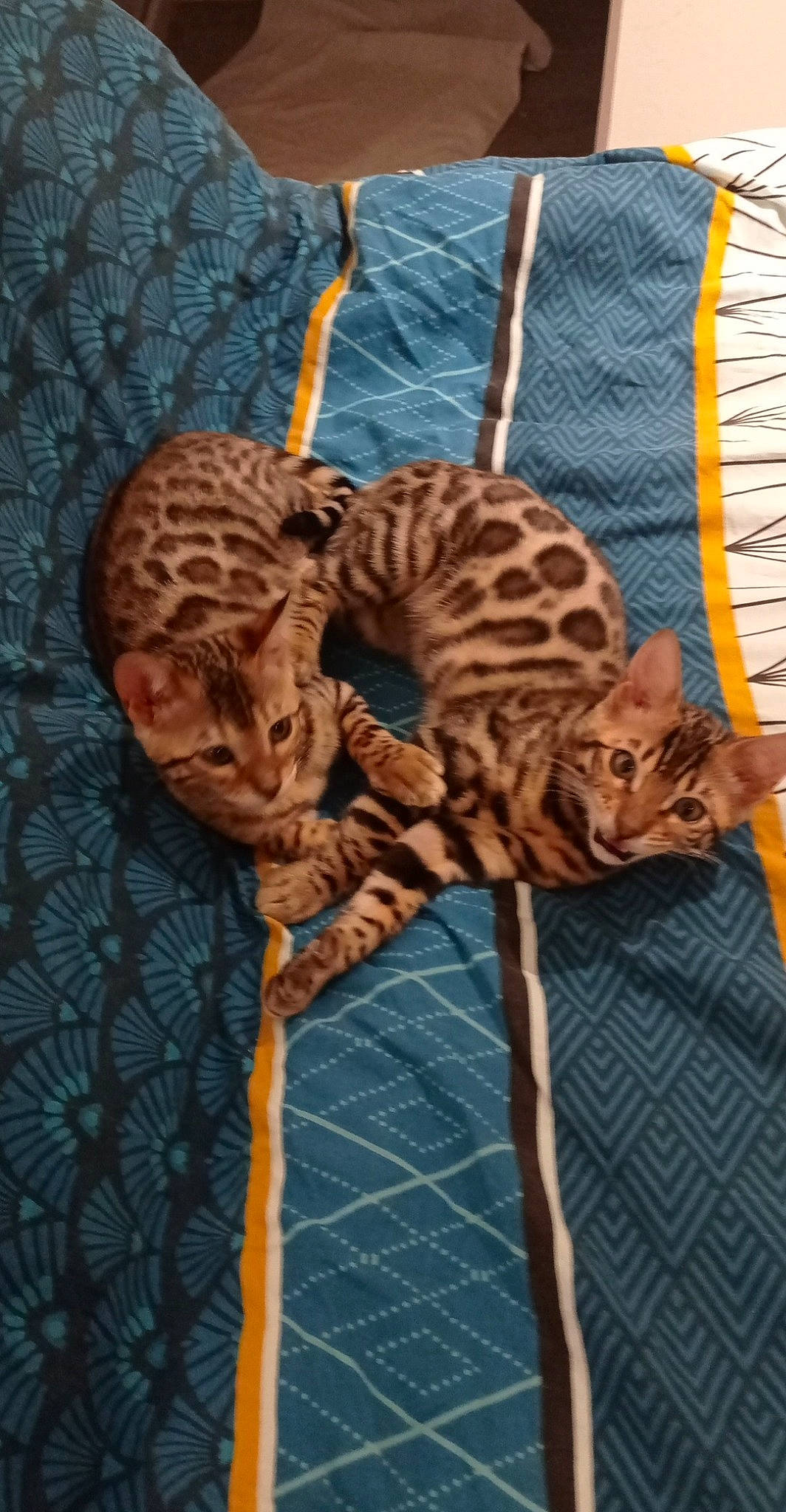 Simba a rejoint le concours — aidez-le/la à gagner de superbes lots ! artifact, big_cats, carnivore, cat, cat_bed, domestic_short_haired_cat, fawn, felidae, fur, linens, metal, pattern, small_to_medium_sized_cats, snout, tail, terrestrial_animal, textile, whiskers, wildlife, wood