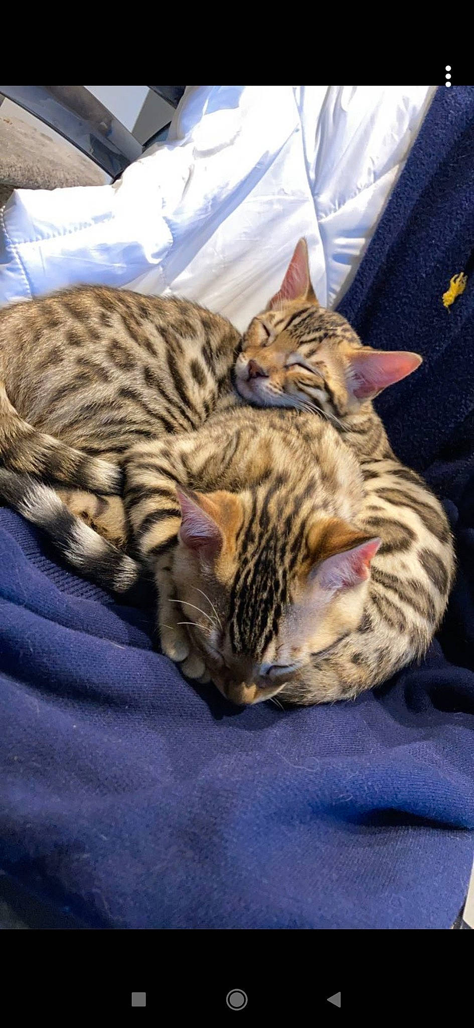 Simba participe au concours pour gagner de l'argent avec cette photo : carnivore, cat, comfort, domestic_short_haired_cat, felidae, fur, small_to_medium_sized_cats, terrestrial_animal, whiskers