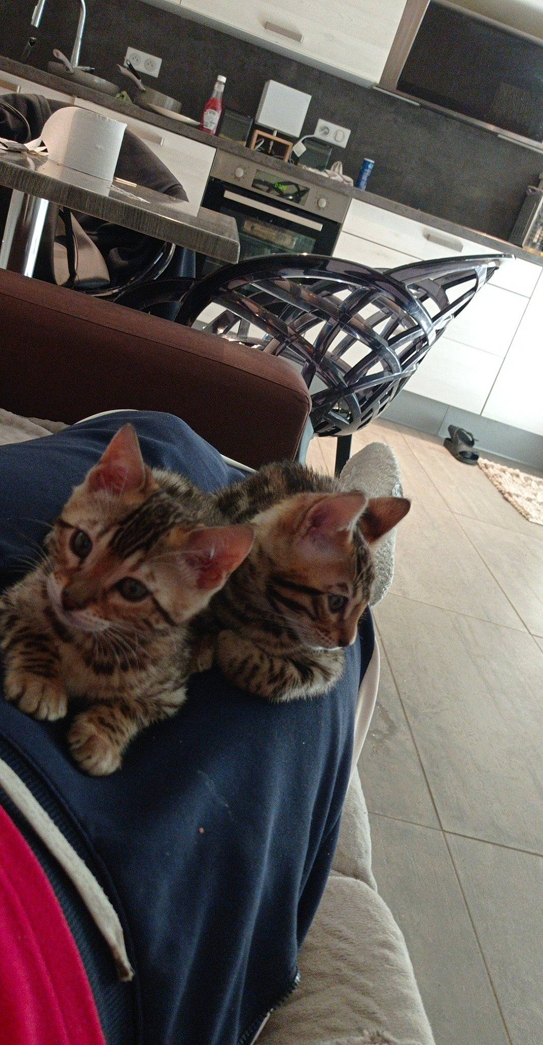 Simba participe au concours pour gagner de l'argent avec cette photo : carnivore, cat, chair, comfort, companion_dog, domestic_short_haired_cat, fawn, felidae, flooring, fur, mammal, nap, room, sitting, small_to_medium_sized_cats, sporting_group, tail, vertebrate, whiskers, wood