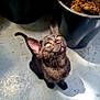 black_cat, cat, pet, animal, feline, curious, looking_up, sunlight, shadow, plant_pot, floor, indoor, closeup, whiskers, ears, tail, concrete, golden_eyes, domestic_cat, cute