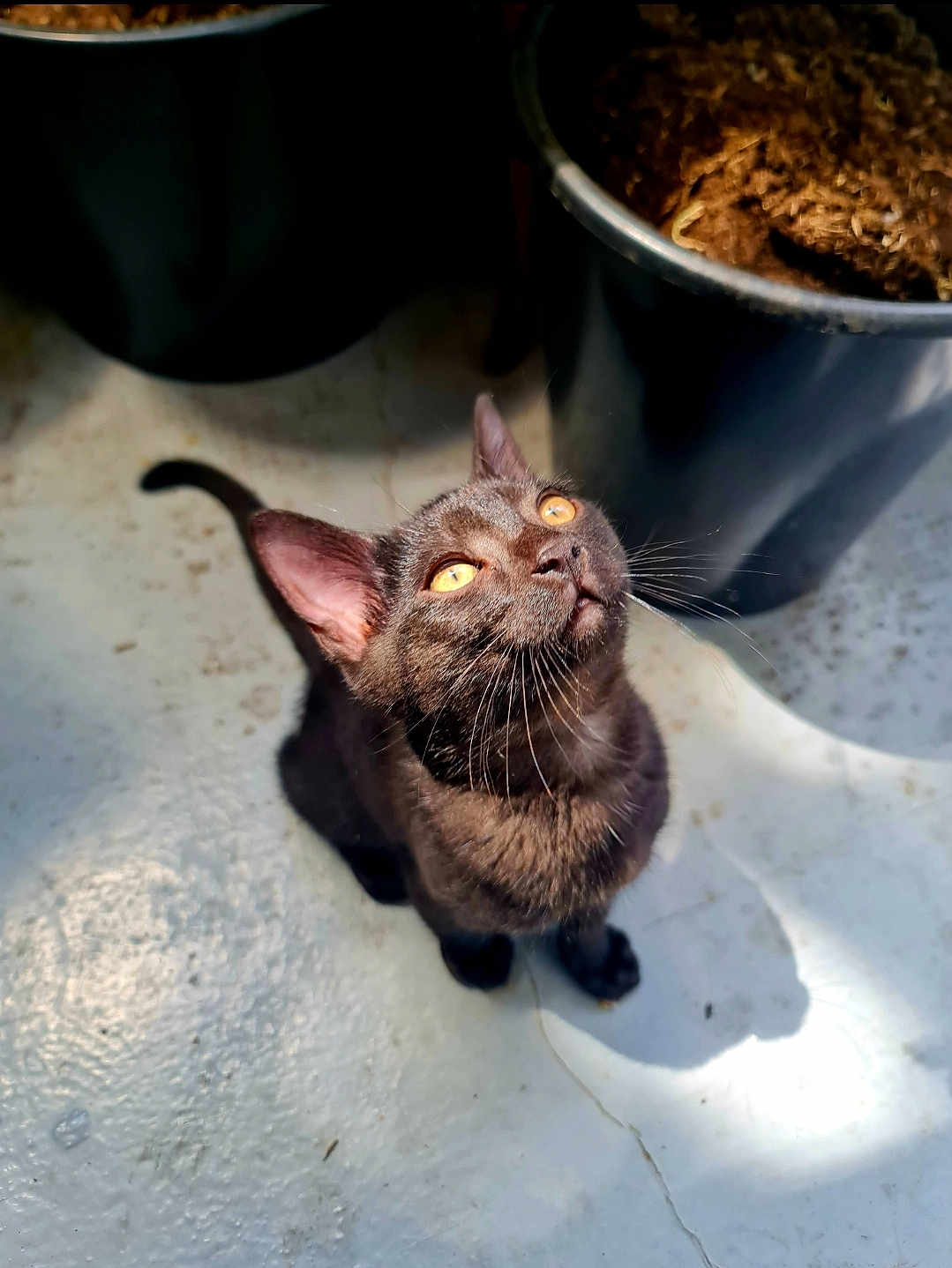 Tobik participe au concours pour gagner de l'argent avec cette photo : black_cat, cat, pet, animal, feline, curious, looking_up, sunlight, shadow, plant_pot, floor, indoor, closeup, whiskers, ears, tail, concrete, golden_eyes, domestic_cat, cute