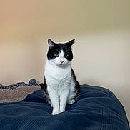 Chandler joined the competition — help win amazing prizes! alone, animal, bed, black_and_white, blanket, blue, calm, cat, cute, domestic, ears, feline, fur, indoor, looking, pet, portrait, resting, sitting, whiskers