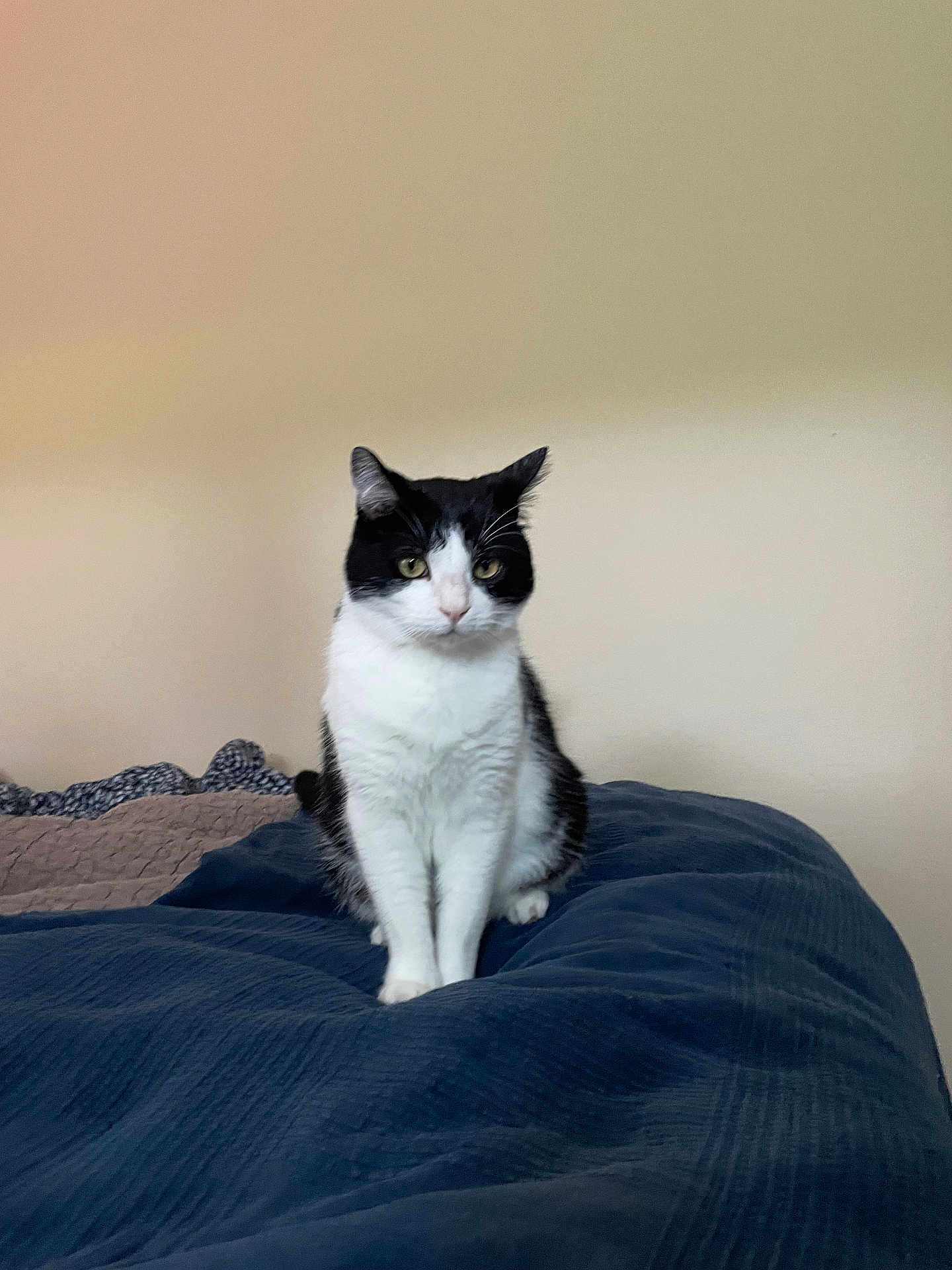 Chandler joined the competition — help win amazing prizes! alone, animal, bed, black_and_white, blanket, blue, calm, cat, cute, domestic, ears, feline, fur, indoor, looking, pet, portrait, resting, sitting, whiskers