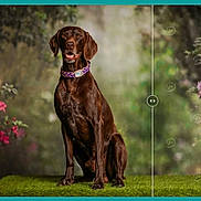 Oxo a rejoint le concours — aidez-le/la à gagner de superbes lots ! dog, brown_dog, sitting, grass, flowers, pink_flowers, greenery, outdoor, nature, portrait, collar, pet, animal, canine, background, comparison, upscaled, original, split_image, vivid_colors
