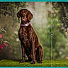 animal, background, brown_dog, canine, collar, comparison, dog, flowers, grass, greenery, nature, original, outdoor, pet, pink_flowers, portrait, sitting, split_image, upscaled, vivid_colors