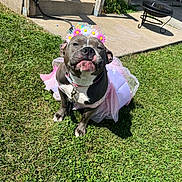 Athena joined the competition — help win amazing prizes! dog, tutu, flower_crown, grass, outdoor, sunlight, pet, birthday, costume, pink, happy, cute, animal, smiling, collar, leash, concrete, steps, garden, summer