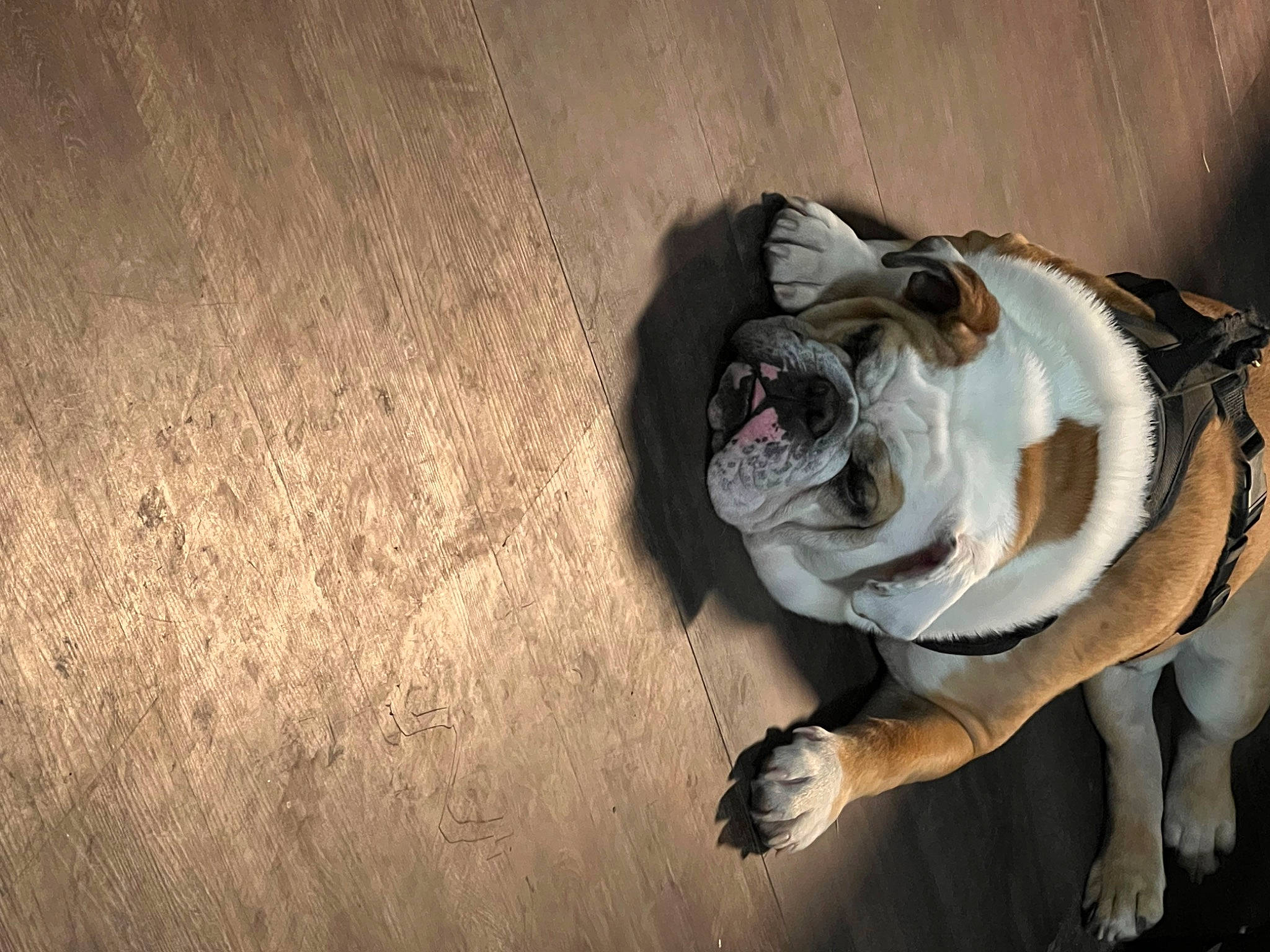 Hank joined the competition — help win amazing prizes! bulldog, carnivore, collar, companion_dog, dog, dog_breed, dog_collar, fawn, floor, flooring, leash, snout, tail, terrestrial_animal, tints_and_shades, whiskers, window, wood, working_animal, wrinkle