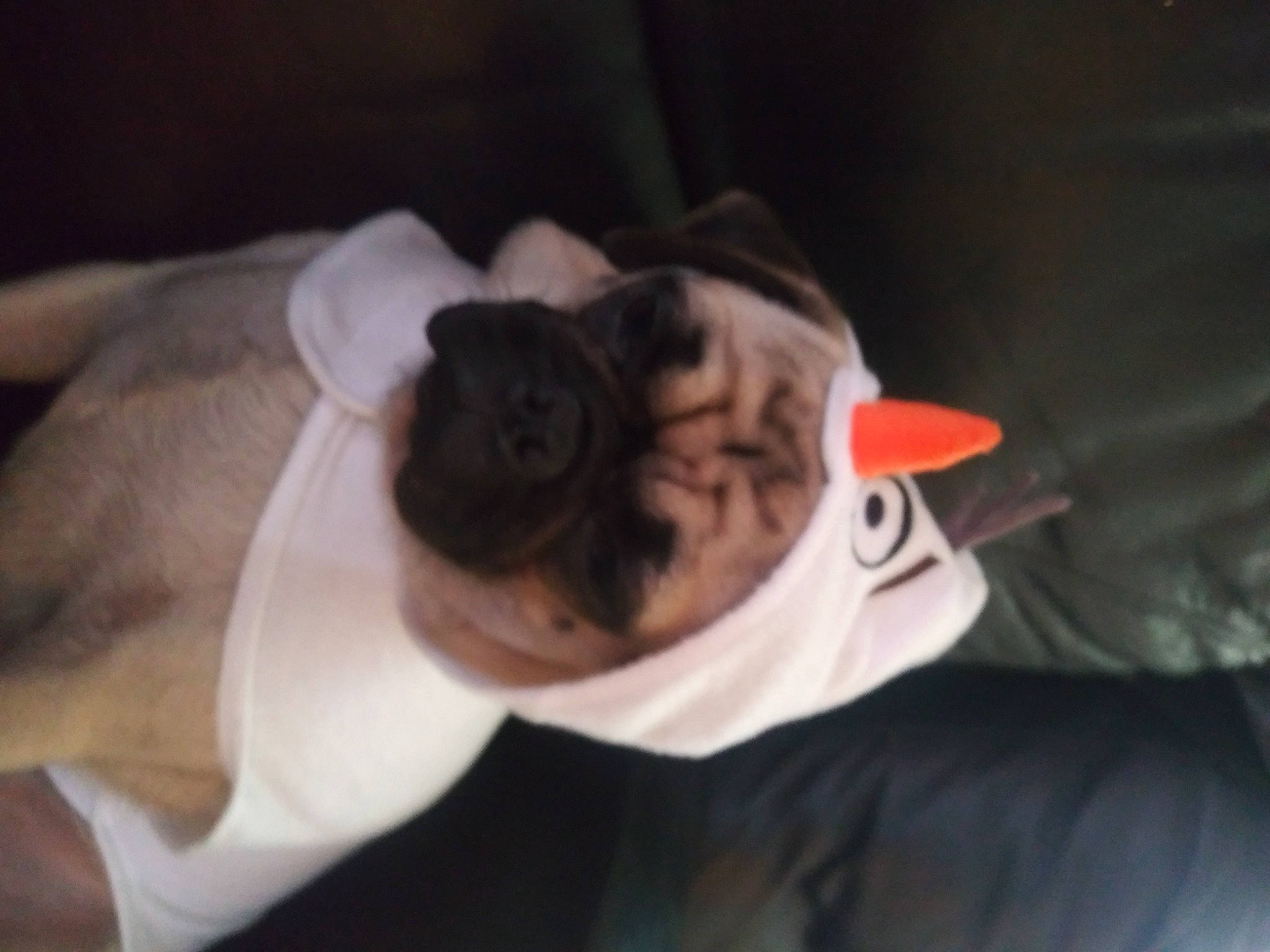 Chole is registered to the contest to win money with this photo: boston_terrier, bulldog, canidae, carnivore, companion_dog, dog, dog_breed, ear, fawn, french_bulldog, nap, non_sporting_group, pug, puppy, toy_dog