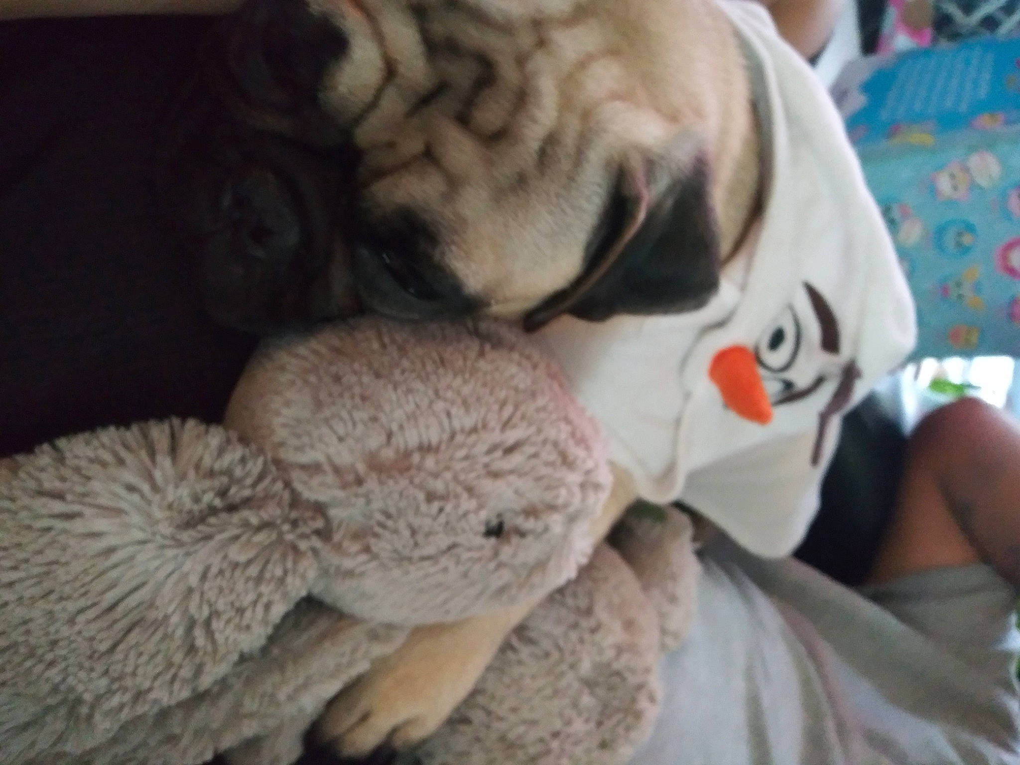 Chole is registered to the contest to win money with this photo: canidae, child, companion_dog, ear, fawn, fur, nap, nose, plush, pug, puppy, puppy_love, sleep, snout, stuffed_toy, teddy_bear, toy