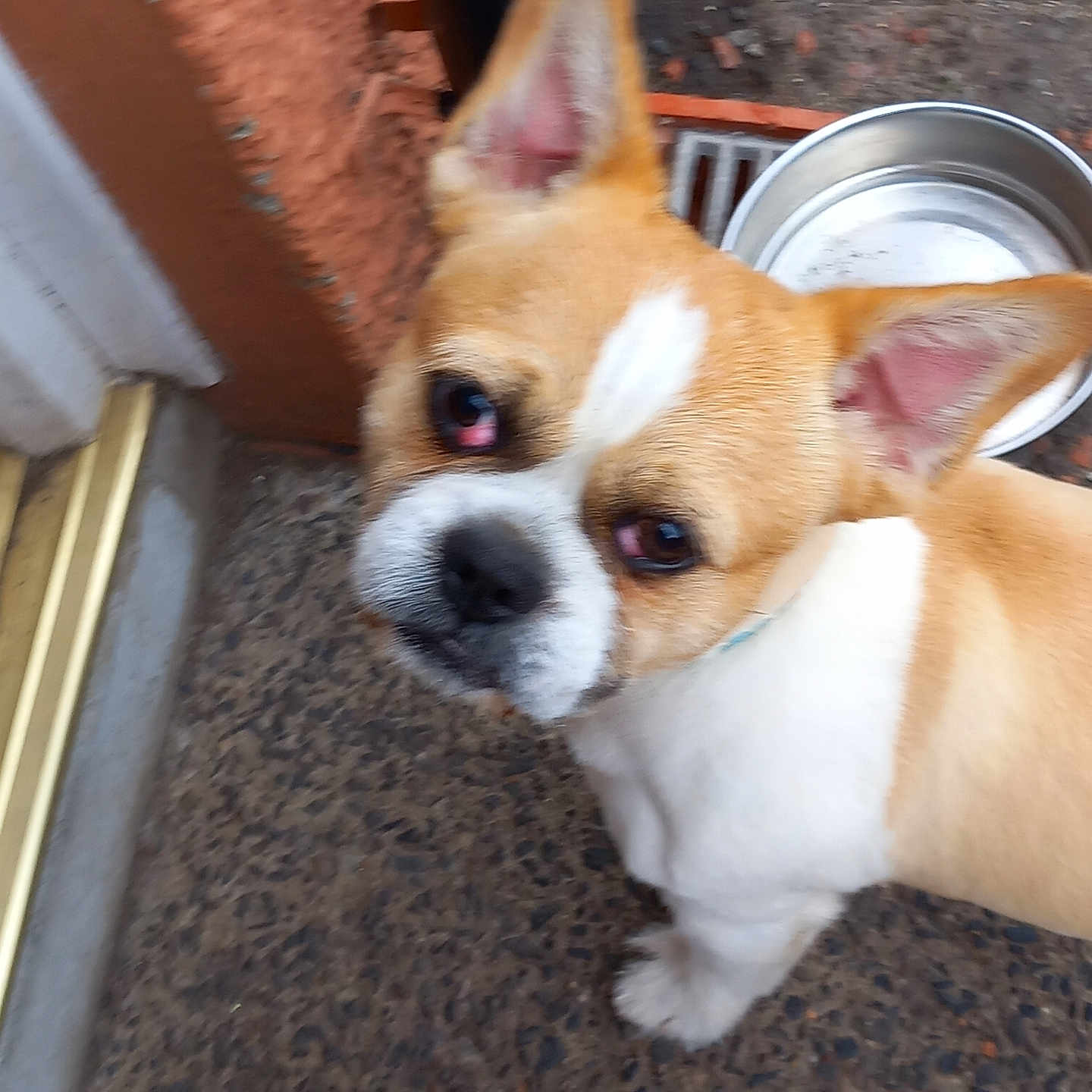 Kiwi is registered to the contest to win money with this photo: animal, brown, canine, close_up, companion, curious, dog, domestic, ears, face, floor, furry, looking_up, outdoor, pet, small_dog, standing, stone, water_bowl, white