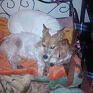 Fifi is registered to the contest to win money with this photo: