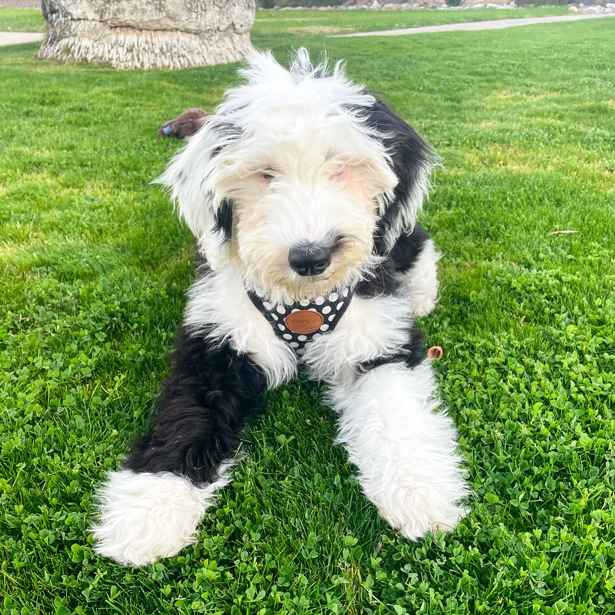 Ollie joined the competition — help win amazing prizes! canidae, carnivore, collar, companion_dog, dog, dog_breed, dog_collar, fur, giant_dog_breed, grass, grassland, non_sporting_group, plant, small_terrier, snout, sporting_group, tail, terrier, working_animal, working_dog