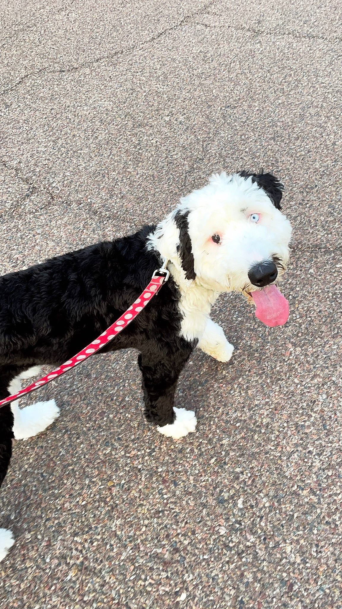 Ollie is registered to the contest to win money with this photo: asphalt, canidae, carnivore, collar, companion_dog, dog, dog_breed, dog_collar, dog_supply, fashion_accessory, fur, leash, pet_supply, road_surface, sidewalk, sporting_group, tail, tar, terrier, working_animal