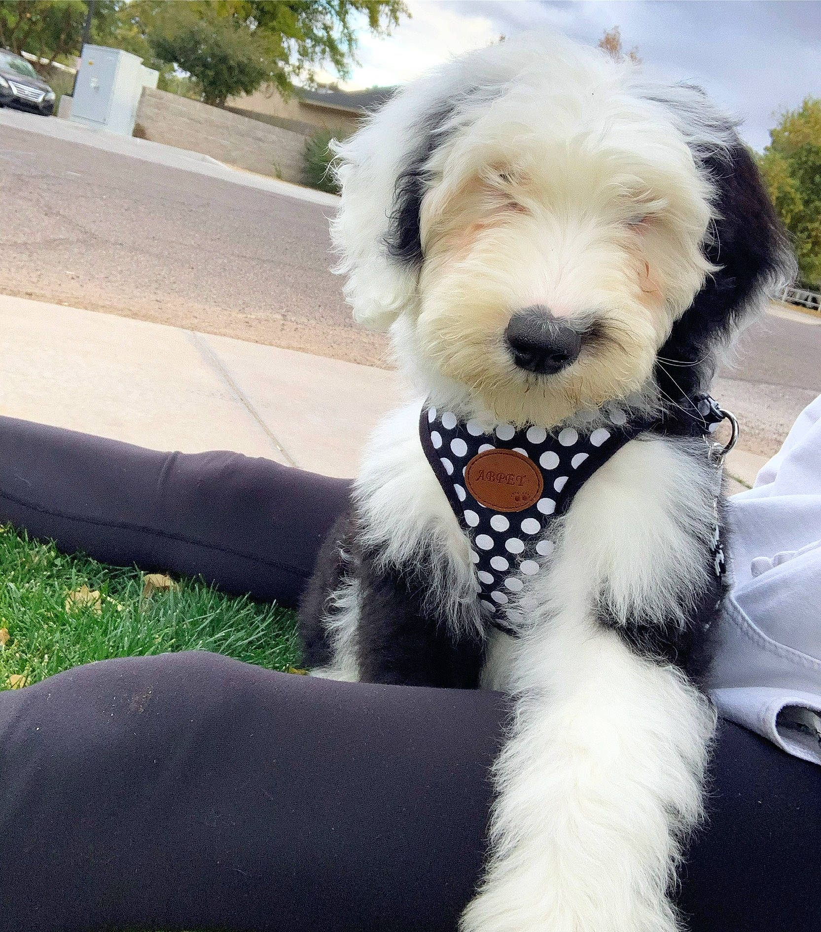 Ollie is registered to the contest to win money with this photo: carnivore, cloud, collar, companion_dog, dog, dog_breed, dog_collar, dog_supply, eyewear, leash, pet_supply, plant, sky, snout, sporting_group, sunglasses, tail, terrier, toy_dog, tree