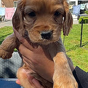 Astra participe au concours pour gagner de l'argent avec cette photo : adorable, animal, blue_sky, brick, canine, close_up, cute, dog, fence, fur, grass, hand, holding, house, laundry, outdoor, pet, puppy, sunlight, young