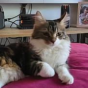 Athena a rejoint le concours — aidez-le/la à gagner de superbes lots ! animal, blurred, cable, cat, children_photo, couch, device, electronics, feline, fur, home, indoor, magenta, pet, picture_frame, relaxed, resting, table, television, wooden_surface