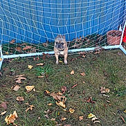Murdock is registered to the contest to win money with this photo: animal, autumn, blue_fence, brown_dog, collar, daylight, dog, grass, ground, guarding, leaves, nature, net, outdoor, pet, plant_pot, quiet, small_dog, soccer_goal, yard