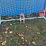 animal, autumn, blue_fence, brown_dog, collar, daylight, dog, grass, ground, guarding, leaves, nature, net, outdoor, pet, plant_pot, quiet, small_dog, soccer_goal, yard