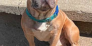 Murdock is registered to the contest to win money with this photo: animal, brown, canine, closeup, collar, concrete, cute, daylight, dog, ears_up, expression, french_bulldog, outdoor, paw_tag, pet, portrait, shadow, short_hair, sitting, sunlight