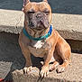 animal, brown, canine, closeup, collar, concrete, cute, daylight, dog, ears_up, expression, french_bulldog, outdoor, paw_tag, pet, portrait, shadow, short_hair, sitting, sunlight