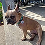 Murdock is registered to the contest to win money with this photo: animal, chair, collar, concrete, curious, daylight, dog, footwear, french_bulldog, leisure, outdoor, patterned_pants, person, pet, porch, relaxation, shadow, sideways_gaze, sitting, sunlight