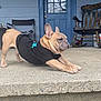 Murdock joined the competition — help win amazing prizes! animal, black_shirt, blue_door, concrete, cute, dog, door_window, ears, folding_chair, french_bulldog, home, outdoor, paws, pet, porch, puppy, relaxing, rocking_chair, snout, stretching