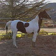 Pt Sir Lancelot joined the competition — help win amazing prizes!