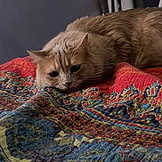 Leo joined the competition — help win amazing prizes! cat, orange_cat, fluffy, bedroom, quilt, patterned_bedspread, resting, indoor, cozy, feline, pet, animal, lying_down, close_up, soft_light, ears, whiskers, fur, curious, relaxed