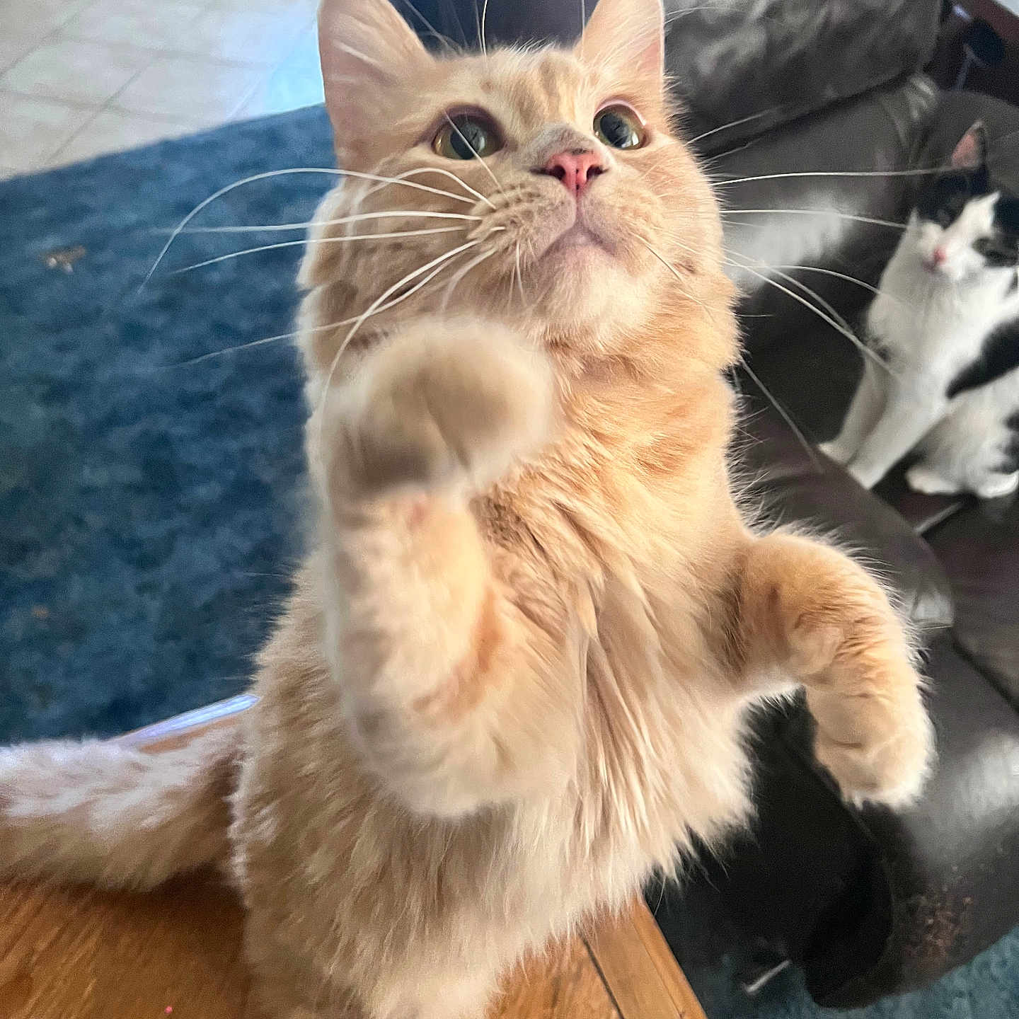 Leo is registered to the contest to win money with this photo: abyssinian, angora, animal, architecture, building, cat, chair, couch, furniture, hardwood, indoors, interiordesign, kitten, livingroom, manx, pet, plywood, room, stainedwood, wood